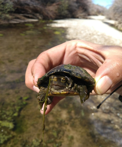 This Sonoyta mud turtle is a native of the waterways in the Pinacate and Gran Desierto de Altar Biosphere Reserve in Sonora, Mexico. Declared endangered in 2017, populations of Sonoyta mud turtles can be found in only four locations in Mexico and in Quitobaquito springs in the U.S. (Photo: monitoreopinacate/Naturalista) This Sonoyta mud turtle is a native of the waterways in the Pinacate and Gran Desierto de Altar Biosphere Reserve in Sonora, Mexico. Declared endangered in 2017, populations of Sonoyta mud turtles can be found in only four locations in Mexico and in Quitobaquito springs in the U.S. (Photo: monitoreopinacate/Naturalista)